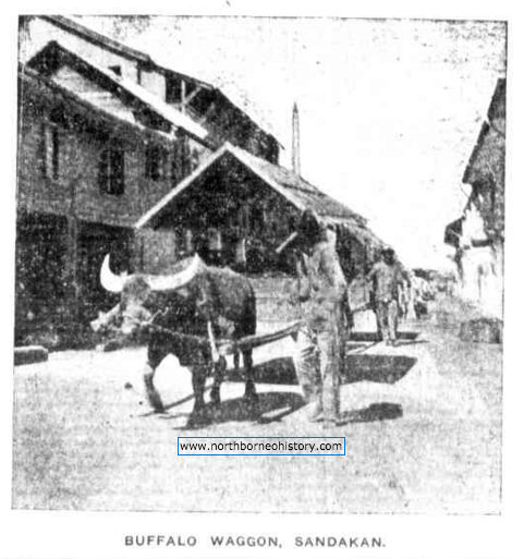 lembu_kerbau_transport_sandakan_1922